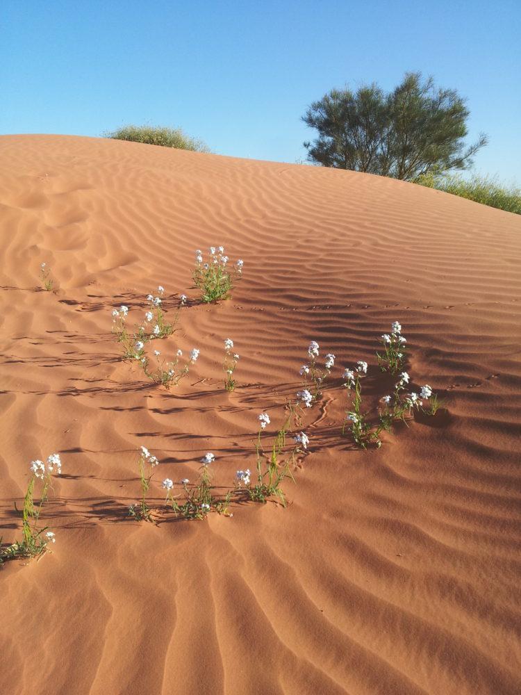 All-Female Team to Cross the Simpson Desert www.womenadvriders.com